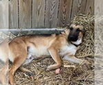 Small #1 German Shepherd Dog Mix
