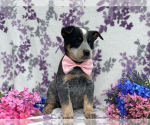 Australian Cattle Dog Puppy for sale in LANCASTER, PA, USA