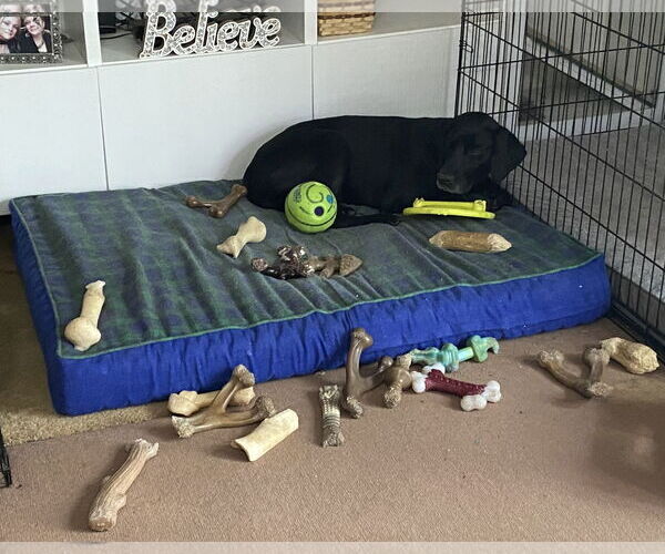 Medium Photo #8 German Shorthaired Pointer-Unknown Mix Puppy For Sale in Spotsylvania, VA, USA