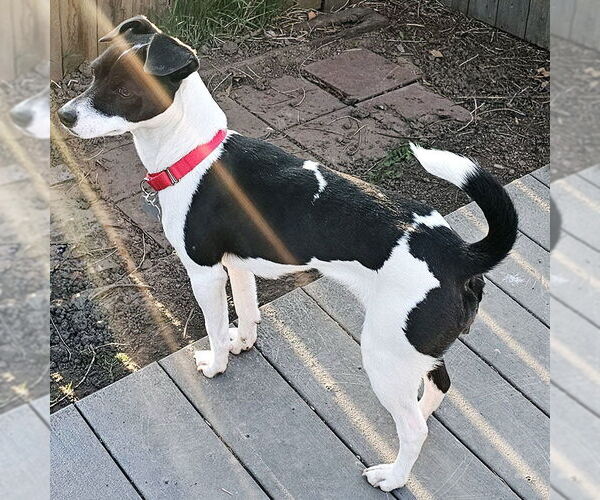 Medium Photo #2 Rat Terrier Puppy For Sale in Atlanta, GA, USA