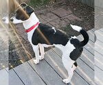 Small #1 Rat Terrier