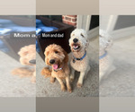 Small Photo #10 Goldendoodle Puppy For Sale in ROCKWALL, TX, USA