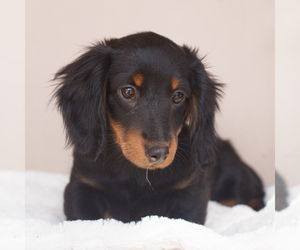 Dachshund Puppy for sale in HONEY BROOK, PA, USA