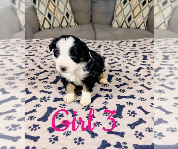 Medium Photo #55 Australian Shepherd Puppy For Sale in SALISBURY, NC, USA