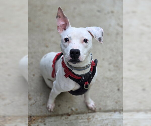 Medium Photo #4 Mutt Puppy For Sale in Woodsfield, OH, USA