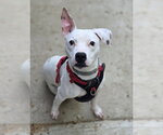 Small #3 Mutt