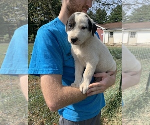 Great Pyrenees-Siberian Husky Mix Puppy for sale in NEOLA, WV, USA