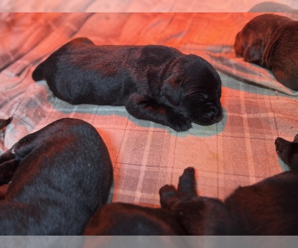 Medium Photo #7 Labrador Retriever Puppy For Sale in BEECHER CITY, IL, USA