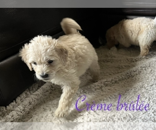 Medium Photo #5 Goldendoodle Puppy For Sale in VANCOUVER, WA, USA