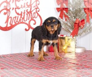 Cavalier King Charles Spaniel Puppy for sale in BEL AIR, MD, USA