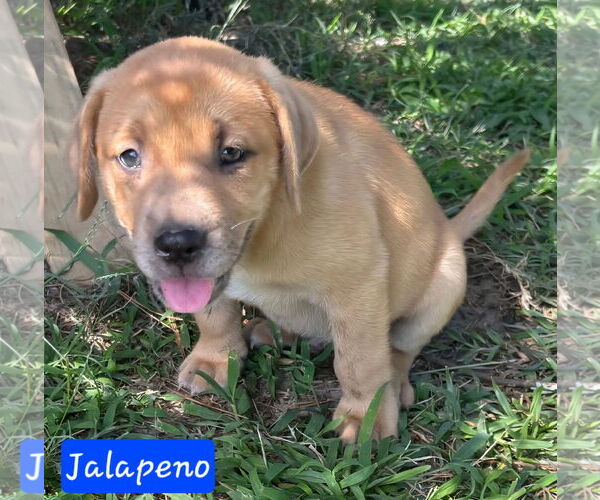 Medium Photo #1 Catahoula Leopard Dog-Labrador Retriever Mix Puppy For Sale in Alexander, AR, USA