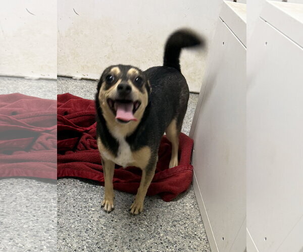 Medium Photo #4 Chiweenie Puppy For Sale in Wakefield, RI, USA