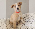 Small #2 Australian Shepherd-German Shepherd Dog Mix
