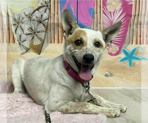 Mutt Dogs for adoption in Lakewood, CO, USA