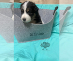 Small Photo #6 Australian Shepherd Puppy For Sale in TECUMSEH, OK, USA