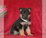 Small #1 German Shepherd Dog
