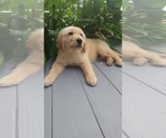 Small Photo #1 Golden Retriever Puppy For Sale in ELVERTA, CA, USA