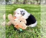 Small #5 Miniature Australian Shepherd