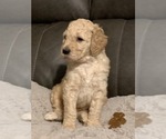 Small #23 Goldendoodle