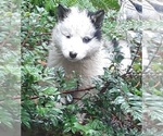 Puppy Puppy 1 Alusky
