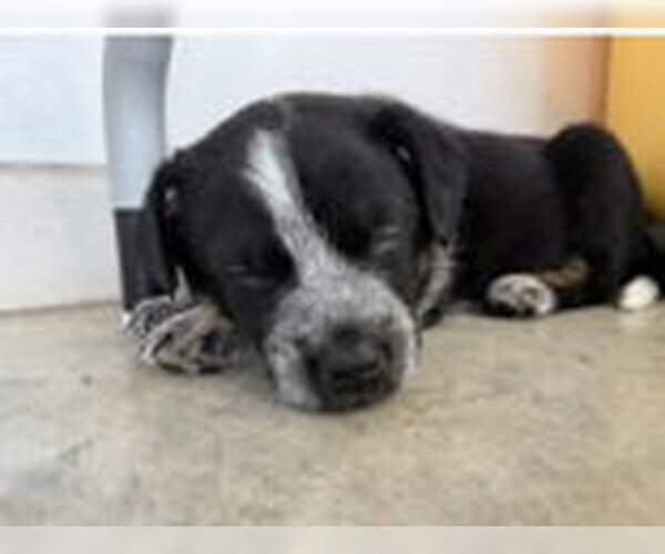 Medium Photo #6 Mutt Puppy For Sale in Sebec, ME, USA