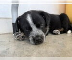 Small #5 Mutt