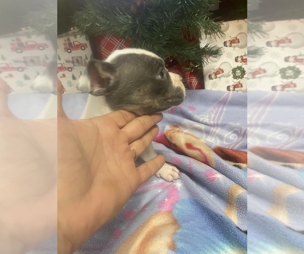 Medium Photo #3 American Bully-Pit Puppy For Sale in RONNEBY, MN, USA