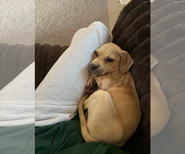 Medium Photo #5 American Staffordshire Terrier-Black Mouth Cur Mix Puppy For Sale in Holly Springs, NC, USA