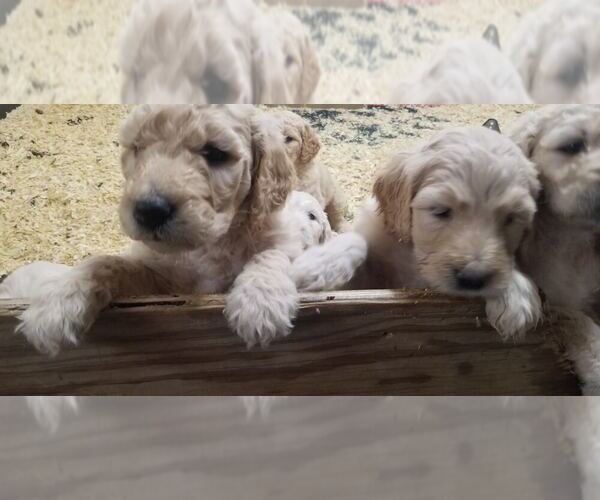 Medium Photo #3 Goldendoodle Puppy For Sale in AGOURA HILLS, CA, USA