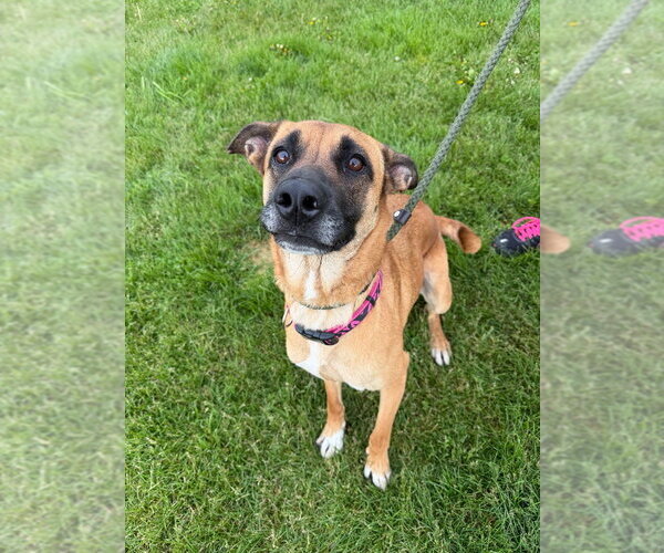 Medium Photo #4 German Shepherd Dog-Unknown Mix Puppy For Sale in Pierceton , IN, USA