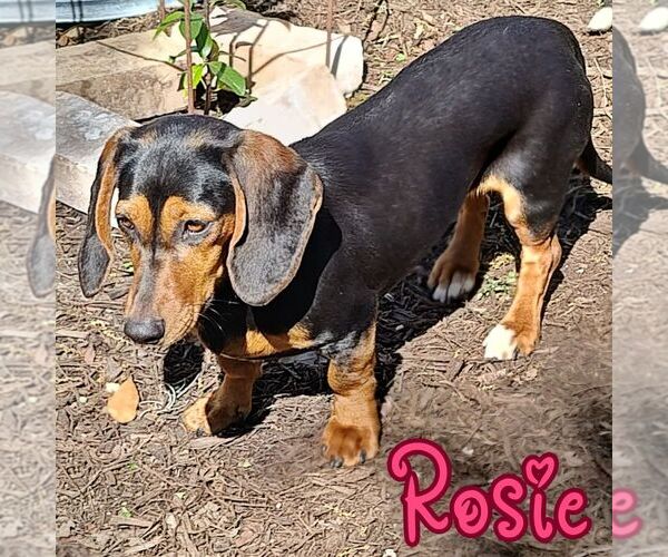 Medium Photo #2 Dachshund-Unknown Mix Puppy For Sale in San Antonio, TX, USA