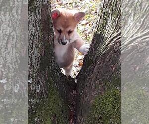 Pembroke Welsh Corgi Puppy for sale in JASONVILLE, IN, USA