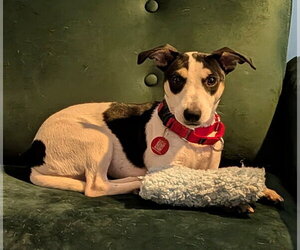 Dachshund-Unknown Mix Dogs for adoption in Wakefield, RI, USA