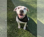 Small #1 American Staffordshire Terrier Mix