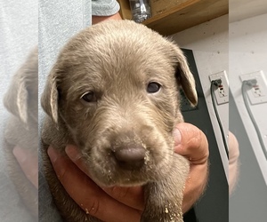 Labrador Retriever Puppy for sale in ALTON, NH, USA