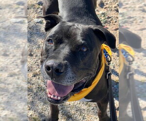 Kolby - Male American Staffordshire Terrier-Unknown Mix Dog for Adoption - Photo #2