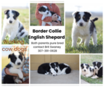 Small Photo #5 Border Collie-English Shepherd Mix Puppy For Sale in MOORCROFT, WY, USA
