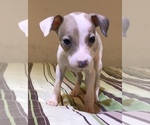 Small Photo #8 Italian Greyhound Puppy For Sale in BROOKLYN, NY, USA