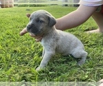 Small Photo #20 Cane Corso Puppy For Sale in BELGRADE, MT, USA