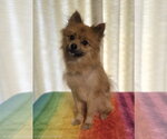 Small #1 Pomeranian Mix