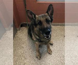 German Shepherd Dog Dogs for adoption in Pueblo, CO, USA
