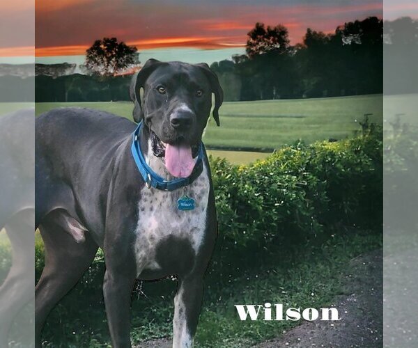 Medium Photo #10 Great Dane Puppy For Sale in Bullard, TX, USA