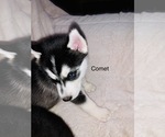 Small Photo #46 Siberian Husky Puppy For Sale in WASHBURN, WI, USA