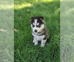 Small Photo #6 Siberian Husky Puppy For Sale in TONOPAH, NV, USA