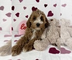 Small #4 Cavapoo (Standard)