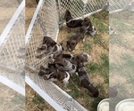 Small Photo #17 German Shorthaired Pointer Puppy For Sale in PLAINVIEW, TX, USA