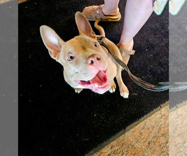Medium Photo #3 American Bulldog-French Bulldog Mix Puppy For Sale in Brights Grove, Ontario, Canada