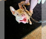 Small #2 American Bulldog-French Bulldog Mix
