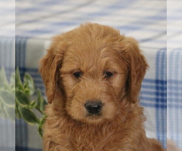 Medium Photo #1 Goldendoodle Puppy For Sale in PARKESBURG, PA, USA