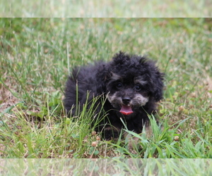 Poodle (Toy) Puppy for sale in HUGHESVILLE, MO, USA